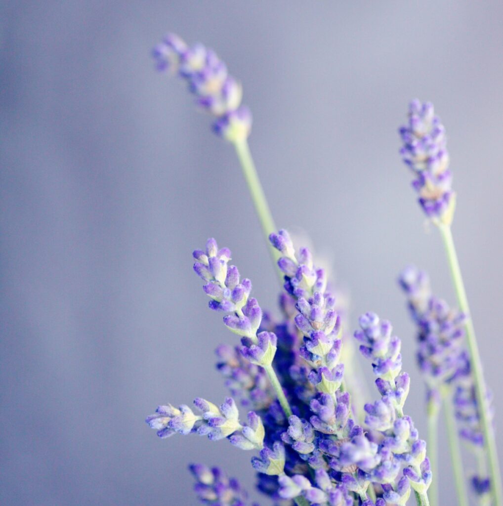 lavender for that calming sleep inducing scent